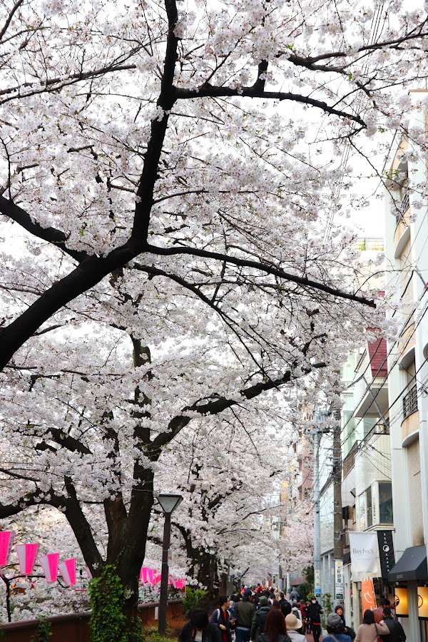 Sakura Bridge 5