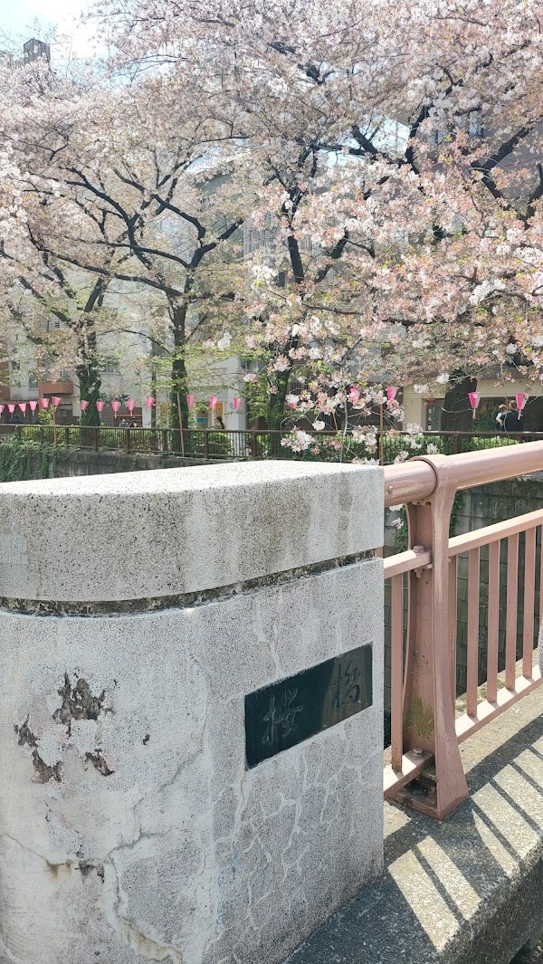 Sakura Bridge 4