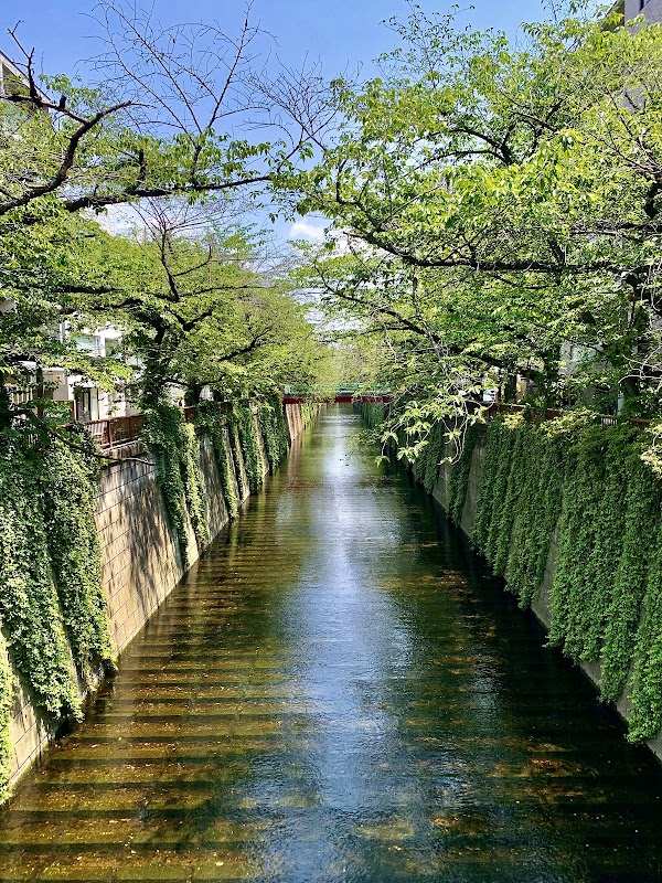 Sakura Bridge 3