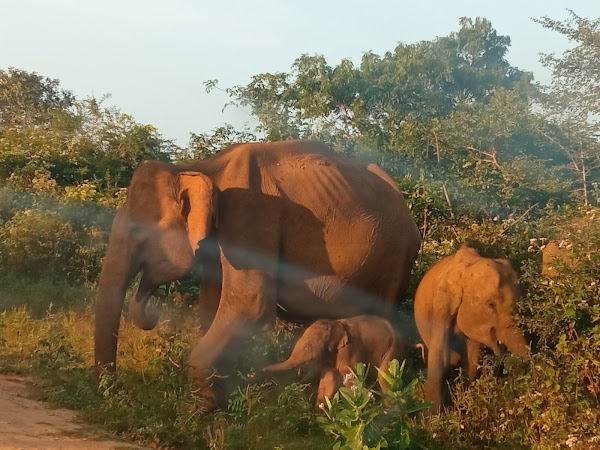 Sri Lanka 19