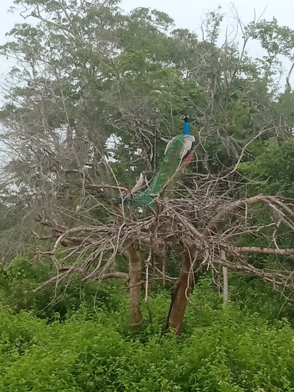 Udawalawa 5