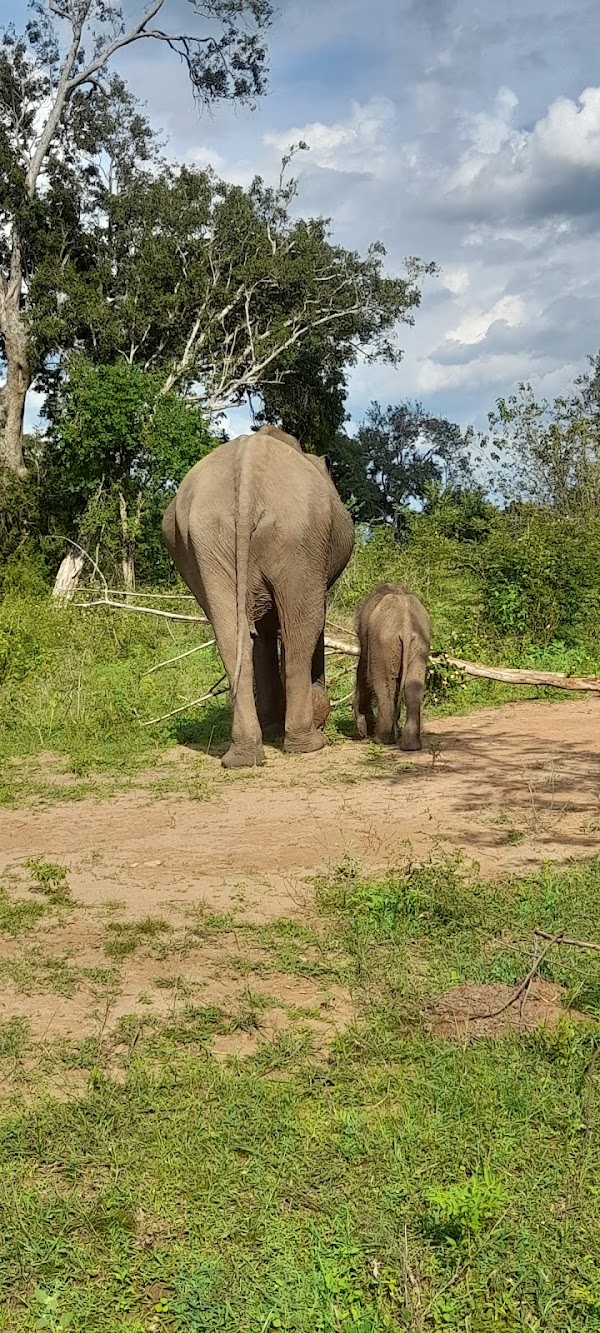 Udawalawa 4