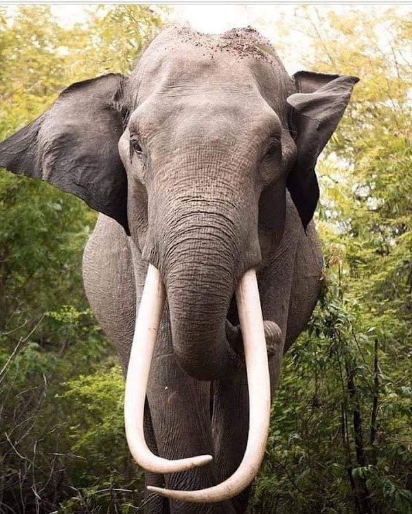 Udawalawa 3