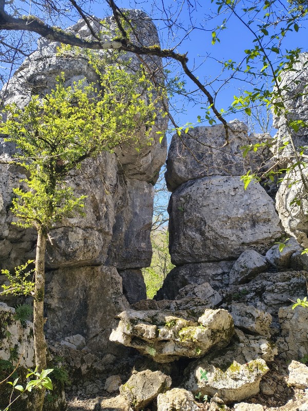 Bois de Païolive 3