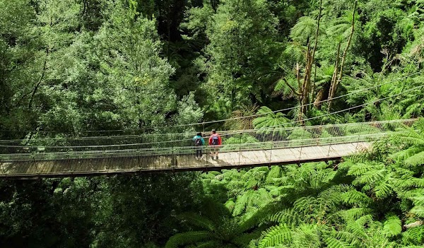Tarra-Bulga National Park (Parks Victoria)