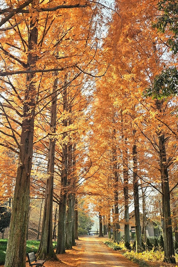 Gyeongsangnamdo Arboretum 1