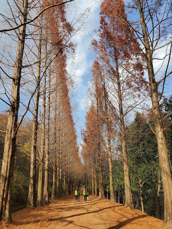 Gyeongsangnamdo Arboretum 3