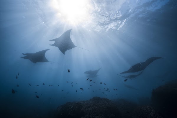 Blue Corner Dive & Marine Conservation - Nusa Lembongan 1