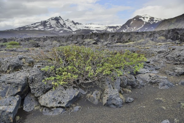 Laugavegur 2