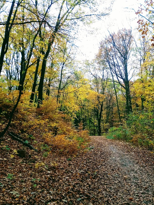Zdroje Forest Park