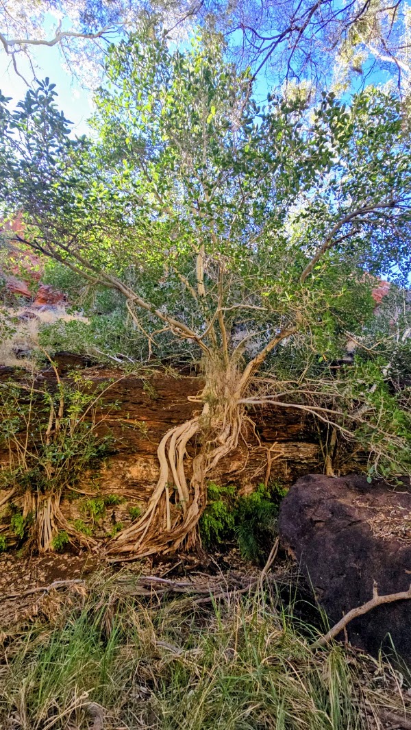 Fern Pool 2