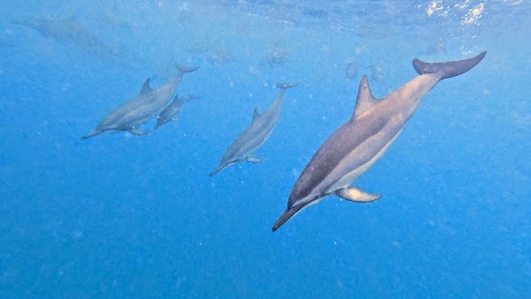 Underwater waterfall Mauritius | 5 Island tour | Things to do - Ile aux Cerfs 2