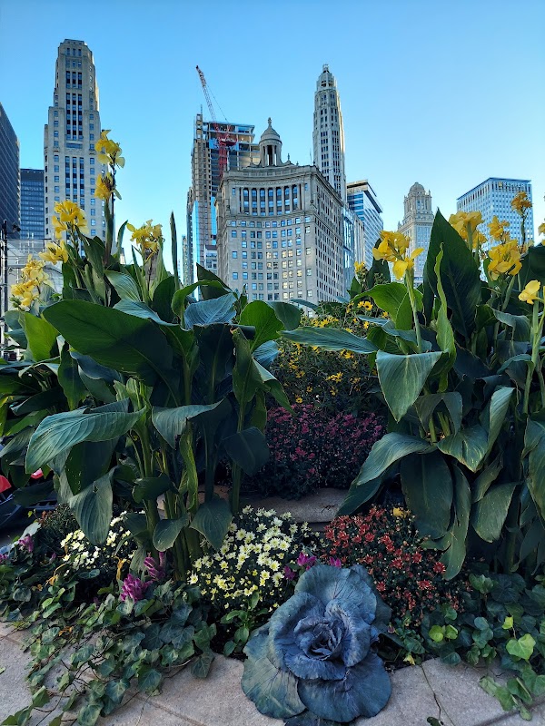 Chicago 4