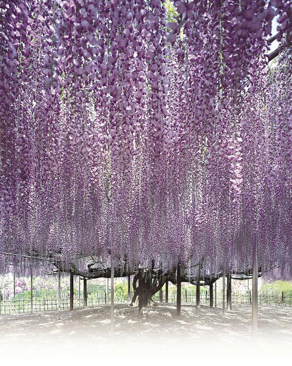 Ashikaga