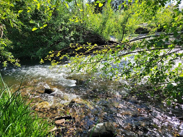 San Lorenzo River 5