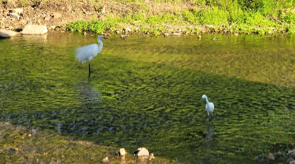 Hongjecheon Stream 2