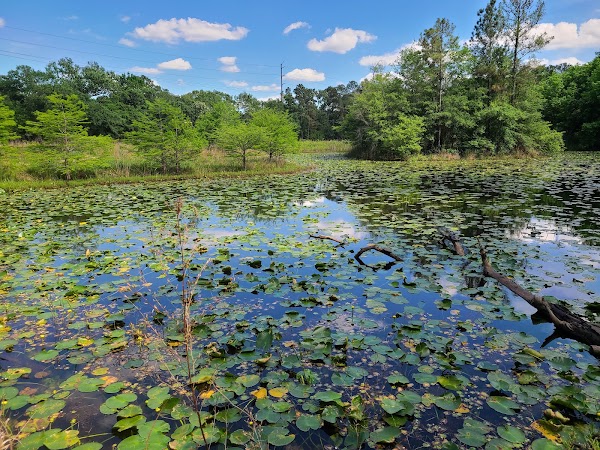 Houston Arboretum & Nature Center 2