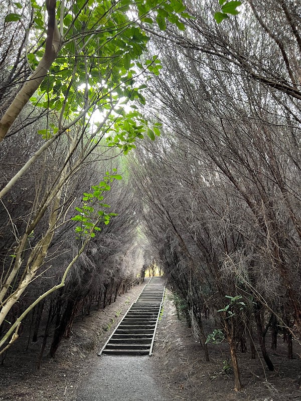 Mangemangeroa Reserve 2