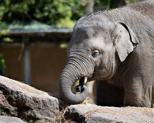Rotterdam Zoo 5
