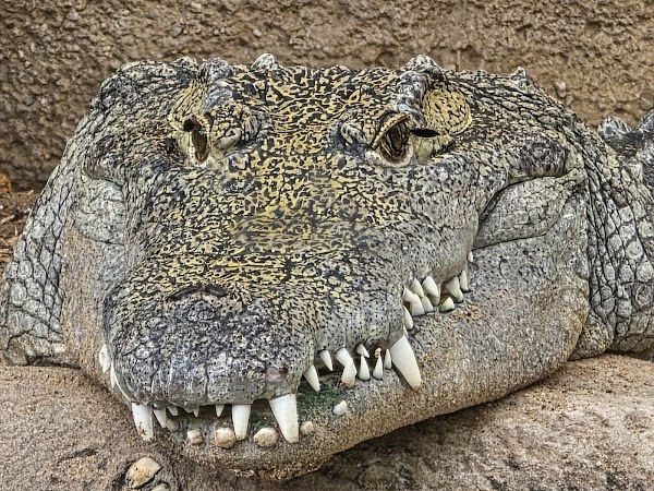 Rotterdam Zoo 2