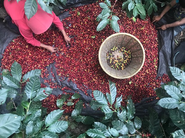 Biroso Coffee 4