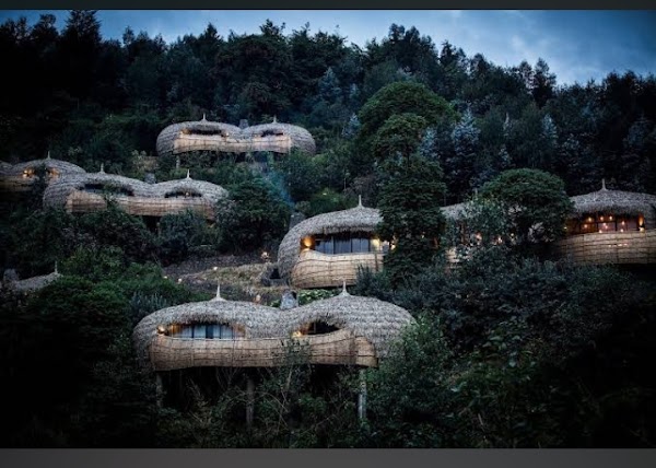 Wilderness Bisate 4