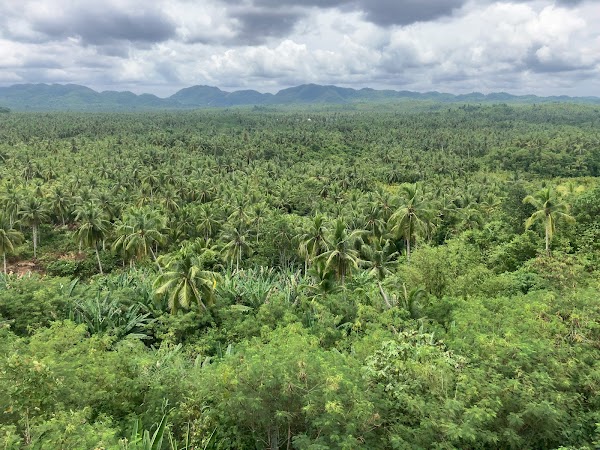 Coconut Road