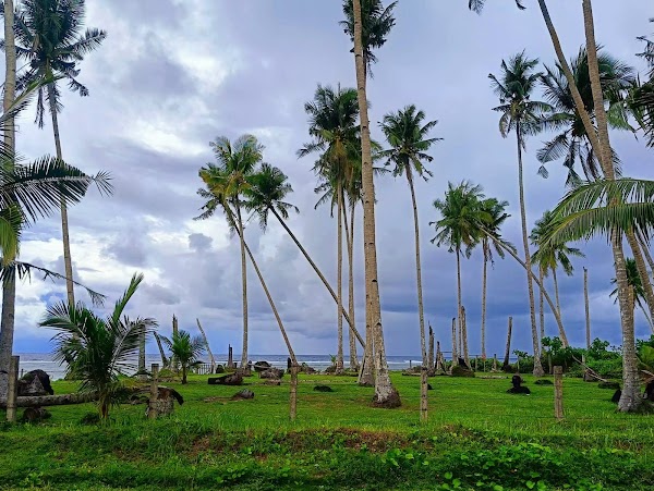 Coconut Road 4