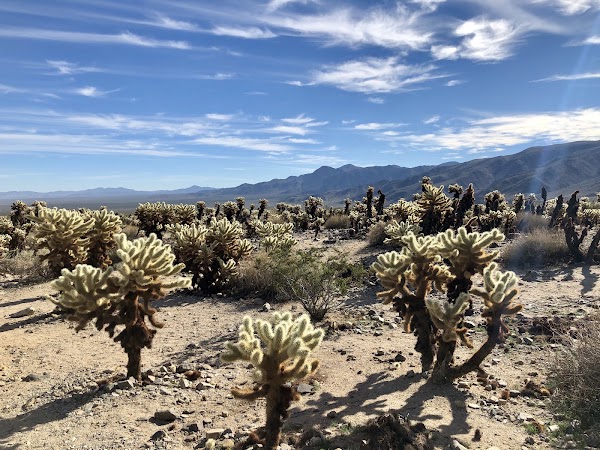 Cholla Cactus Garden Trail 1
