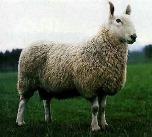 Dingle Sheepdog Demonstrations
