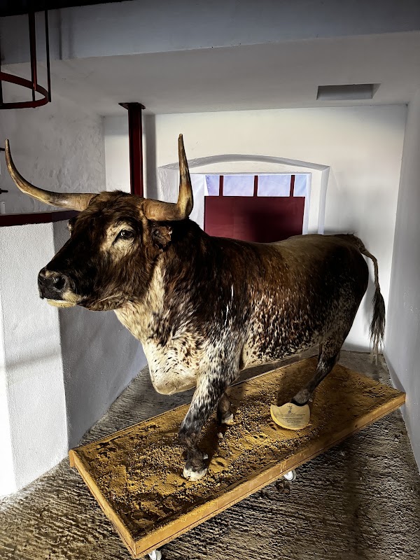 La Malagueta Tour - Museo Taurino de Málaga 3