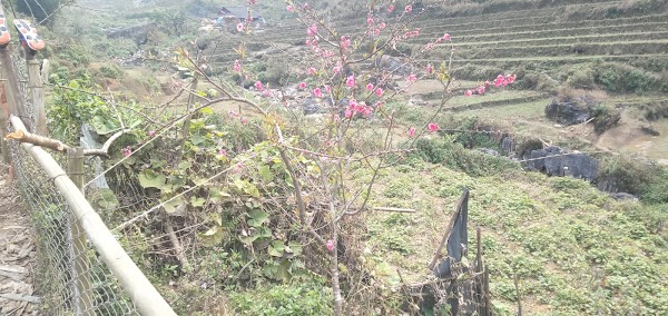 Sa Pa 3