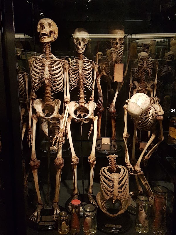 Museum Vrolik 2
