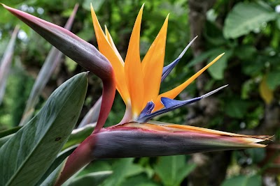 TU Delft Hortus Botanicus