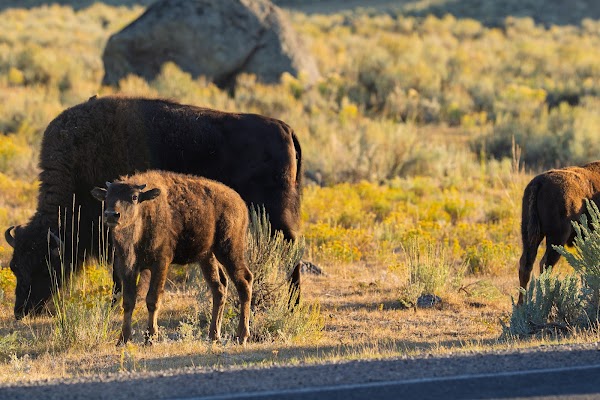 Lamar Valley 1