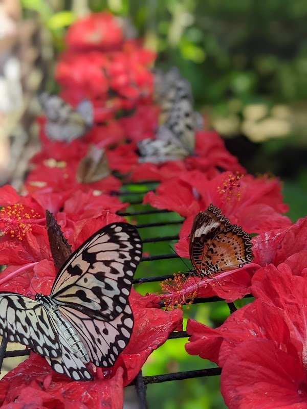 Entopia by Penang Butterfly Farm 2