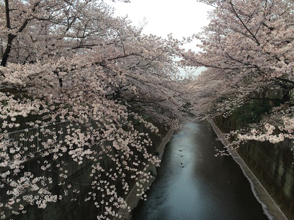 Tokyo Spring: Festival guide🌸🌷 11