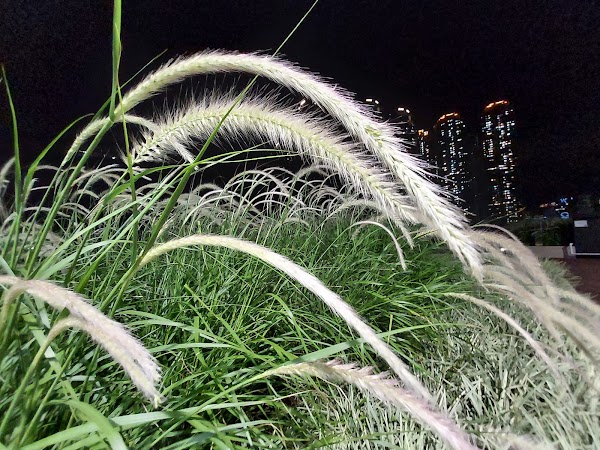 Rooftop Garden 5
