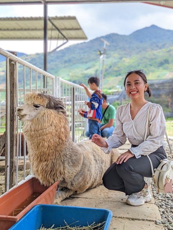 Alpaca Club