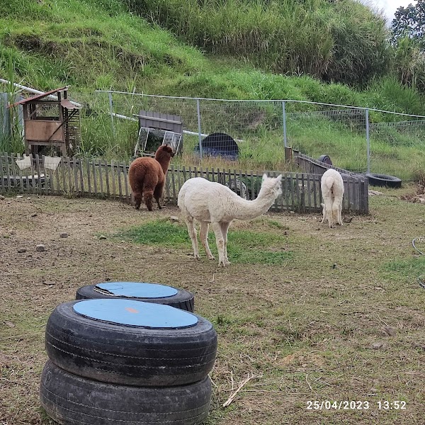 Alpaca Club 3