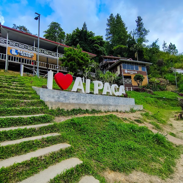 Alpaca Club 2