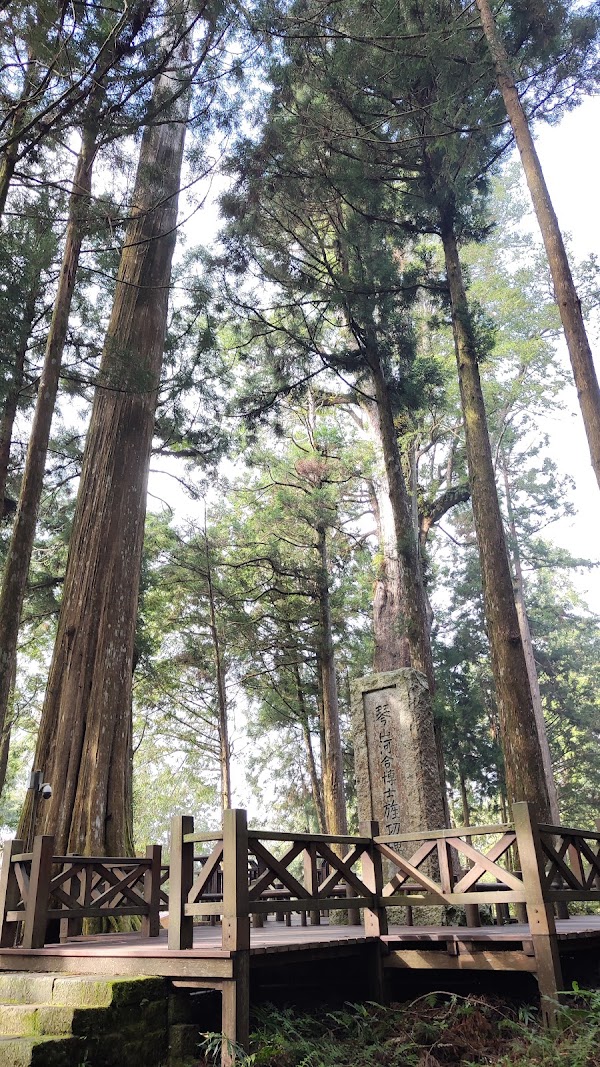 Giant Tree Cluster Trail 4