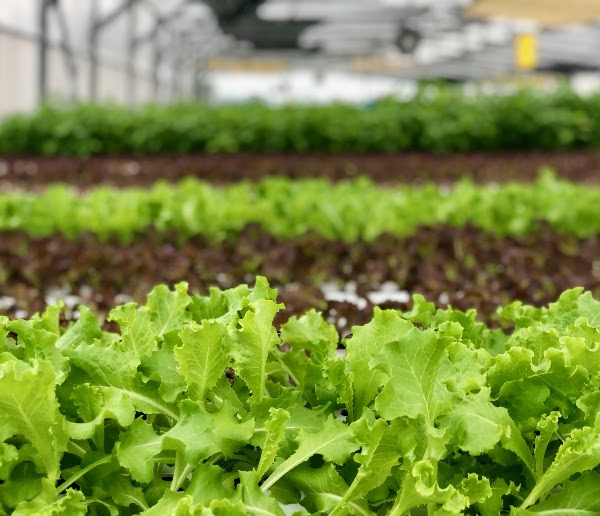 ComCrop 5