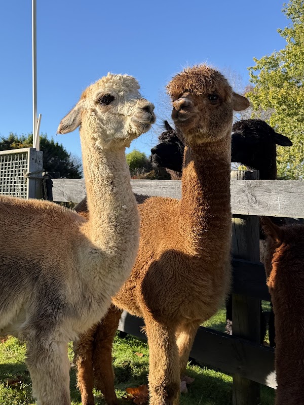 Awaawaroa Alpaca Farm