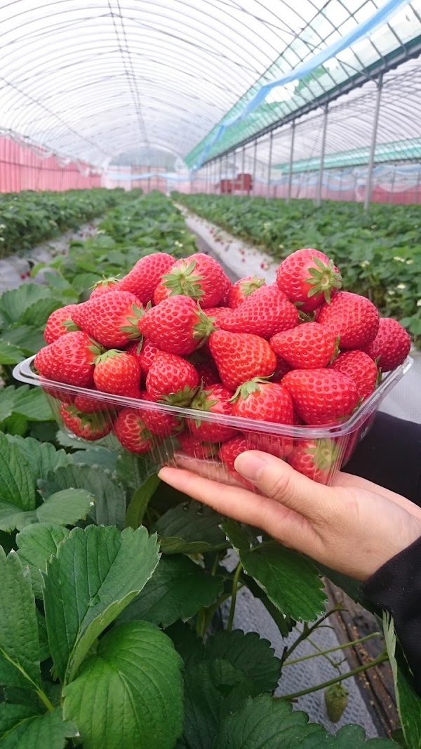 Yuhoen Fruits Land