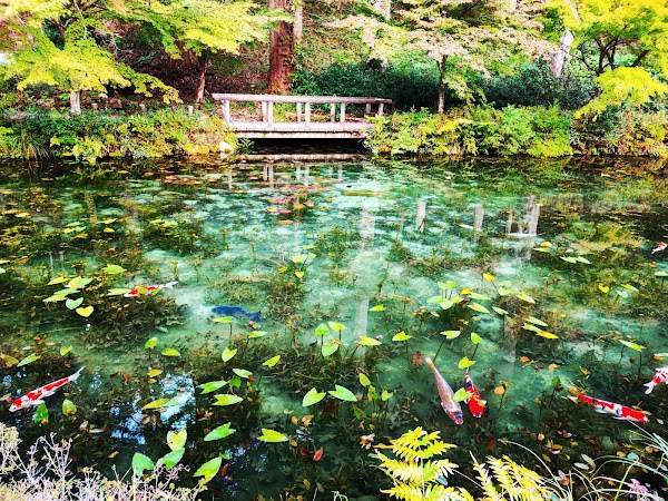 Monet's Pond 1