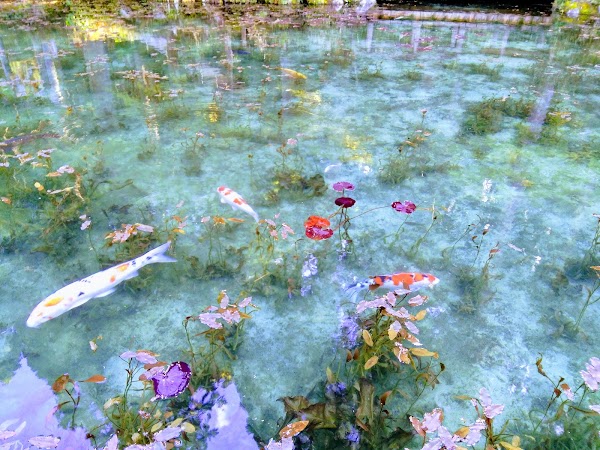 Monet's Pond 5