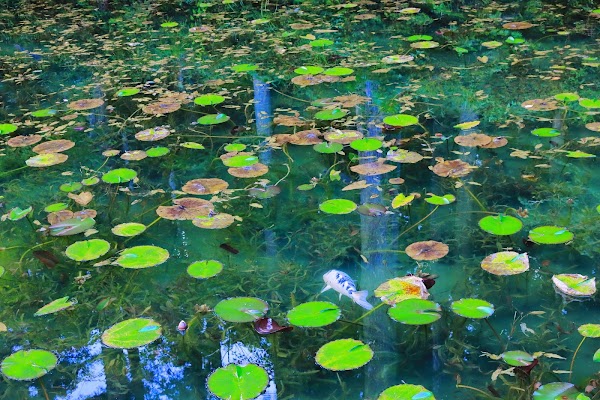 Monet's Pond 4
