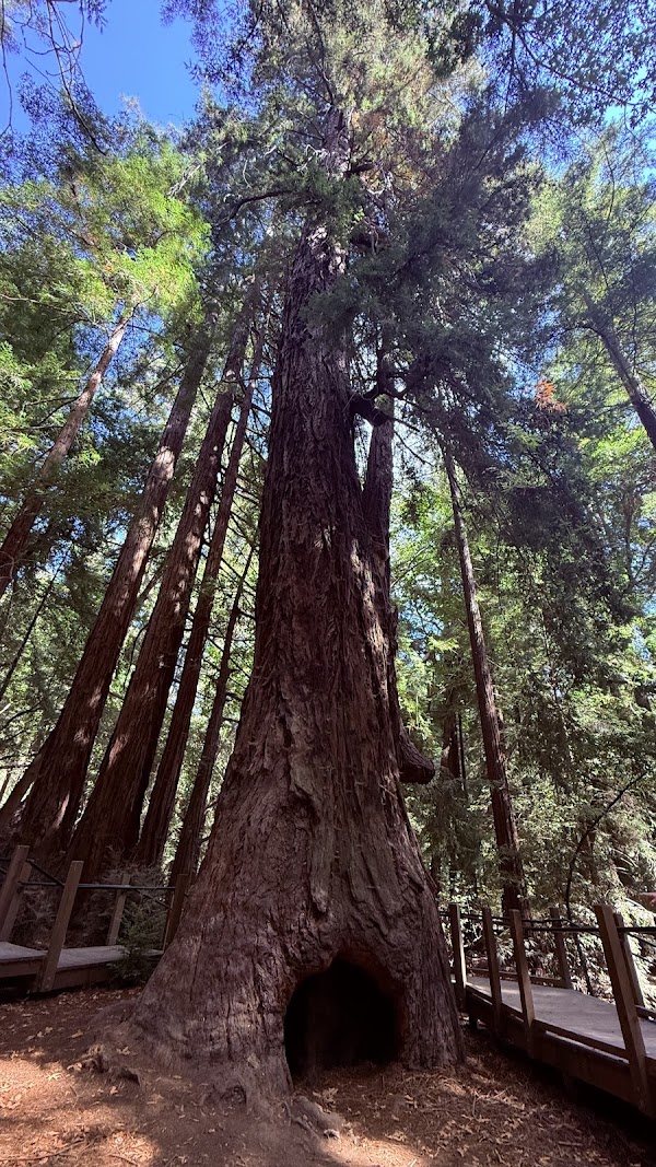 Redwood Deck