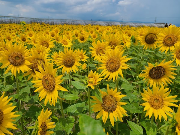 Uesugi Farm
